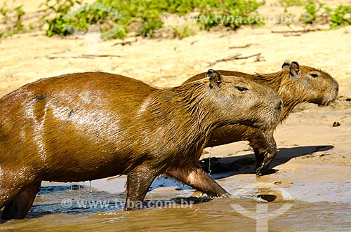  Subject: Capybara family (Hydrochoerus hydrochaeris) - Pantanal Park Road / Place: Corumba city - Mato Grosso do Sul state (MS) - Brazil / Date: 11/2011 