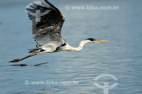  Subject: Cocoi heron (Ardea cocoi) - flying near to Pantanal Park Road / Place: Corumba city - Mato Grosso do Sul state (MS) - Brazil / Date: 11/2011 