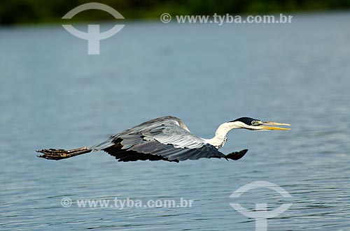  Subject: Cocoi heron (Ardea cocoi) - flying near to Pantanal Park Road / Place: Corumba city - Mato Grosso do Sul state (MS) - Brazil / Date: 11/2011 