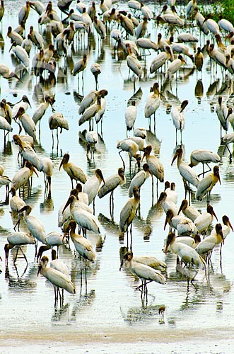  Subject: Wood Storks (Mycteria americana) - also known as Wood Ibis - Pantanal Park Road / Place: Corumba city - Mato Grosso do Sul state (MS) - Brazil / Date: 11/2011 