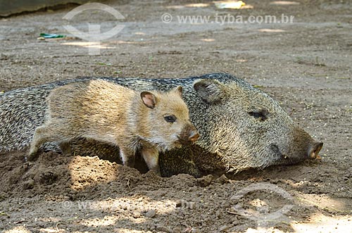  Subject: Collared peccary family (Tayassu tajacu) - also known as musk hog, Mexican hog or javelina - Pantanal Park Road / Place: Corumba city - Mato Grosso do Sul state (MS) - Brazil / Date: 11/2011 