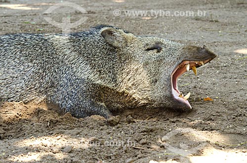  Subject: Collared peccary (Tayassu tajacu) - also known as musk hog, Mexican hog or javelina - Pantanal Park Road / Place: Corumba city - Mato Grosso do Sul state (MS) - Brazil / Date: 11/2011 