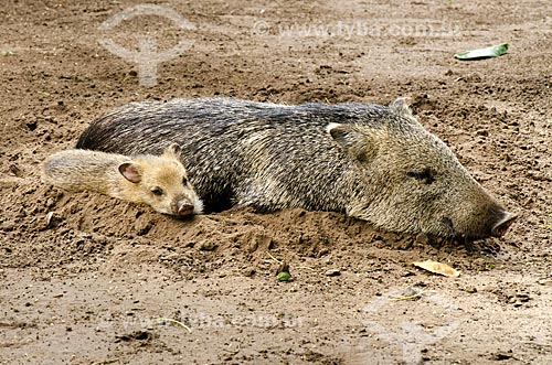  Subject: Collared peccary family (Tayassu tajacu) - also known as musk hog, Mexican hog or javelina - Pantanal Park Road / Place: Corumba city - Mato Grosso do Sul state (MS) - Brazil / Date: 11/2011 