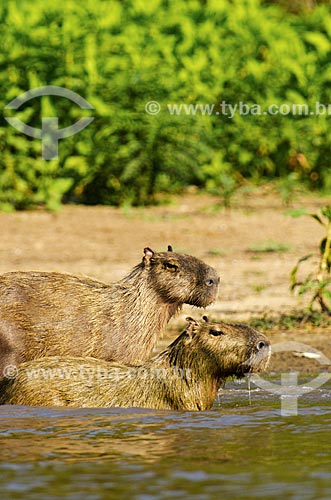  Subject: Capybaras (Hydrochoerus hydrochaeris) -  on the banks of Miranda River / Place: Corumba city - Mato Grosso do Sul state (MS) - Brazil / Date: 11/2011 
