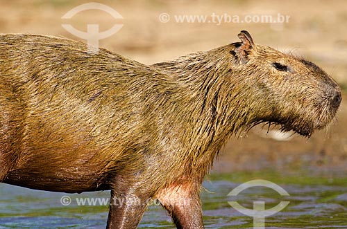  Subject: Capybara (Hydrochoerus hydrochaeris) -  on the banks of Miranda River / Place: Corumba city - Mato Grosso do Sul state (MS) - Brazil / Date: 11/2011 