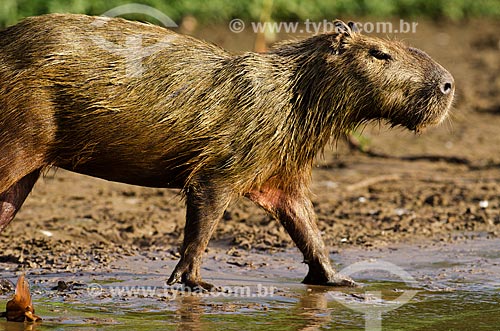  Subject: Capybara (Hydrochoerus hydrochaeris) -  on the banks of Miranda River / Place: Corumba city - Mato Grosso do Sul state (MS) - Brazil / Date: 11/2011 