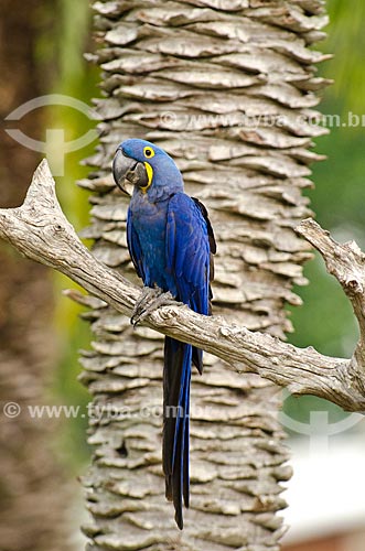  Subject: Hyacinth Macaw (Anodorhynchus hyacinthinus) - also known as Hyacinthine Macaw - Pantanal Park Road / Place: Corumba city - Mato Grosso do Sul state (MS) - Brazil / Date: 11/2011 