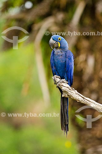  Subject: Hyacinth Macaw (Anodorhynchus hyacinthinus) - also known as Hyacinthine Macaw - Pantanal Park Road / Place: Corumba city - Mato Grosso do Sul state (MS) - Brazil / Date: 11/2011 