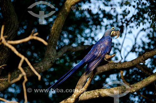  Subject: Hyacinth Macaw (Anodorhynchus hyacinthinus) - also known as Hyacinthine Macaw - Pantanal Park Road / Place: Corumba city - Mato Grosso do Sul state (MS) - Brazil / Date: 11/2011 