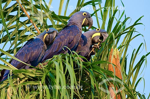  Subject: Hyacinth Macaw (Anodorhynchus hyacinthinus) - also known as Hyacinthine Macaw - Pantanal Park Road / Place: Corumba city - Mato Grosso do Sul state (MS) - Brazil / Date: 11/2011 