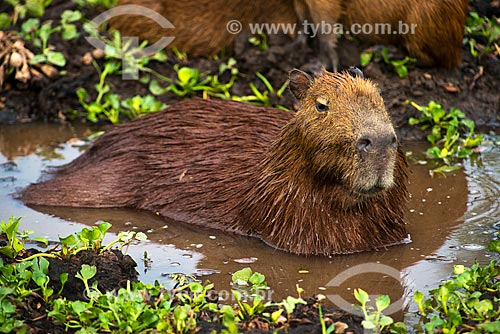  Subject: Capybara (Hydrochoerus hydrochaeris) - northern wetland / Place: Bodoquena city - Mato Grosso do Sul state (MS) - Brazil / Date: 10/2012 
