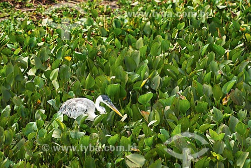  Subject: Cocoi heron (Ardea cocoi) - Pantanal Park Road / Place: Corumba city - Mato Grosso do Sul state (MS) - Brazil / Date: 10/2012 