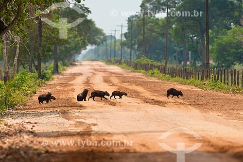  Subject: Capybaras (Hydrochoerus hydrochaeris) crossing Transpantaneira highway (MT-060) / Place: Mato Grosso state (MT) - Brazil / Date: 10/2012 