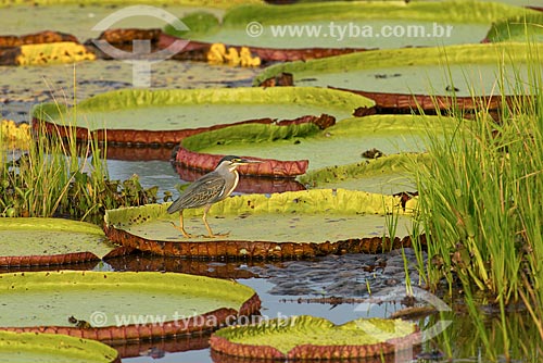  Subject: Striated heron (Butorides striata) perched Victoria regia (Victoria amazonica) - also known as Amazon Water Lily or Giant Water Lily / Place: Mato Grosso state (MT) - Brazil / Date: 10/2012 