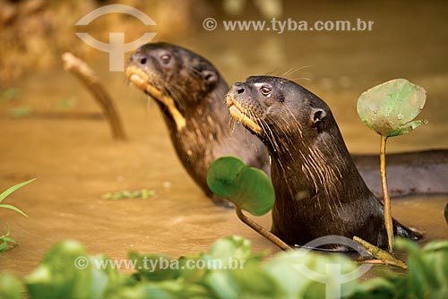  Subject: Giant otters (Pteronura brasiliensis) - Pantanal Park Road / Place: Corumba city - Mato Grosso do Sul state (MS) - Brazil / Date: 10/2012 
