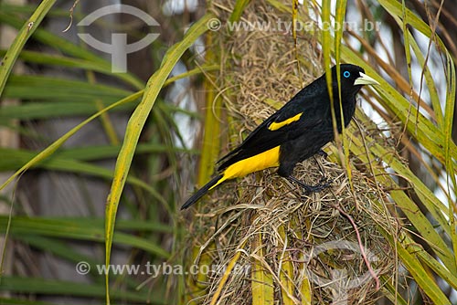 Subject: Yellow-rumped Cacique (Cacicus cela) / Place: Pocone city - Mato Grosso state (MT) - Brazil / Date: 10/2012 