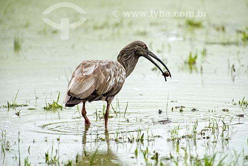  Subject: Plumbeous Ibis (Theristicus caerulescens) / Place: Pocone city - Mato Grosso state (MT) - Brazil / Date: 10/2012 