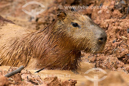  Subject: Capybara (Hydrochoerus hydrochaeris) / Place: Pocone city - Mato Grosso state (MT) - Brazil / Date: 10/2012 