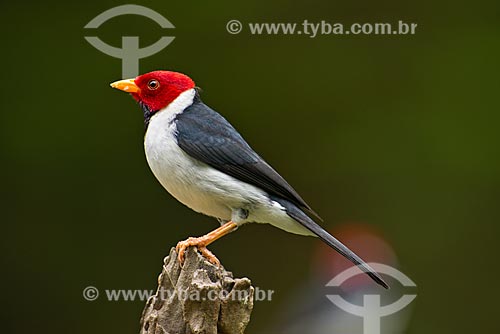  Subject: Yellow-billed Cardinal (Paroaria capitata) / Place: Pocone city - Mato Grosso state (MT) - Brazil / Date: 10/2012 