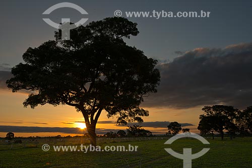 Subject: Sunset - Pantanal Park Road / Place: Corumba city - Mato Grosso do Sul state (MS) - Brazil / Date: 10/2012 