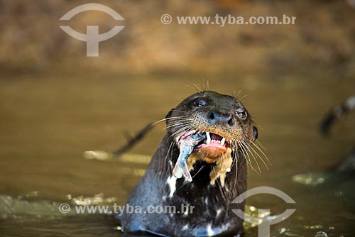  Subject: Giant otter (Pteronura brasiliensis) - Pantanal Park Road - eating a Piranha / Place: Corumba city - Mato Grosso do Sul state (MS) - Brazil / Date: 10/2012 