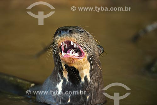  Subject: Giant otter (Pteronura brasiliensis) - Pantanal Park Road - eating a Piranha / Place: Corumba city - Mato Grosso do Sul state (MS) - Brazil / Date: 10/2012 
