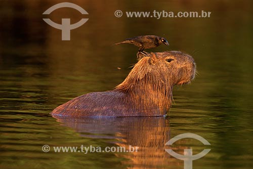  Subject: Giant Cowbird (Molothrus oryzivorus) perched in Capybara (Hydrochoerus hydrochaeris) feeding on insects / Place: Pocone city - Mato Grosso state (MT) - Brazil / Date: 10/2012 