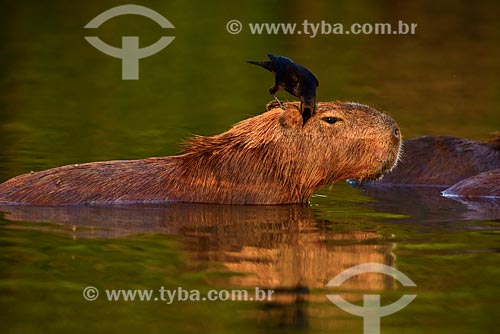  Subject: Giant Cowbird (Molothrus oryzivorus) perched in Capybara (Hydrochoerus hydrochaeris) feeding on insects / Place: Pocone city - Mato Grosso state (MT) - Brazil / Date: 10/2012 