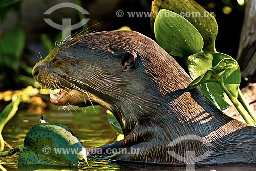  Subject: Giant otter (Pteronura brasiliensis) - Pantanal Park Road / Place: Corumba city - Mato Grosso do Sul state (MS) - Brazil / Date: 10/2012 