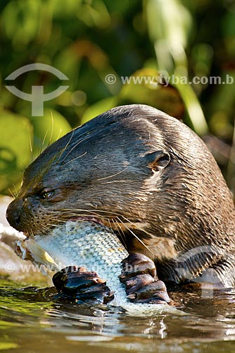  Subject: Giant otter (Pteronura brasiliensis) - Pantanal Park Road - eating a fish / Place: Corumba city - Mato Grosso do Sul state (MS) - Brazil / Date: 10/2012 