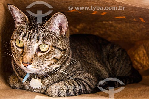  Subject: Domestic cat (Felis catus)  / Place: Florianopolis city - Santa Catarina state (SC) - Brazil / Date: 10/2013 