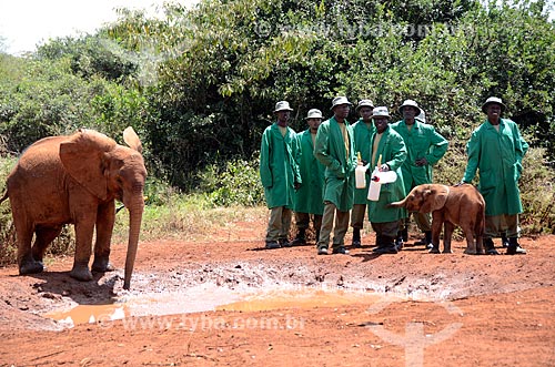  Subject: African elephant (Loxodonta africana) orphans of the The David Sheldrick Wildlife Trust NGO Project - Nairobi National Park / Place: Nairobi - Kenya - Africa / Date: 09/2012 