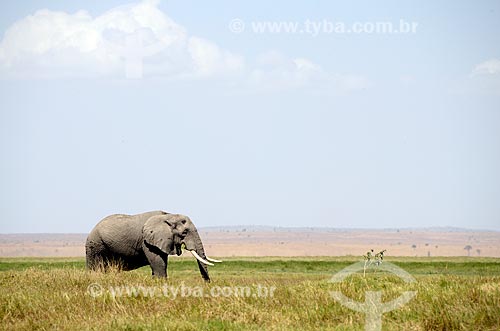  Subject: African elephant (Loxodonta africana) - Amboseli National Park / Place: Rift Valley - Kenya - Africa / Date: 09/2012 