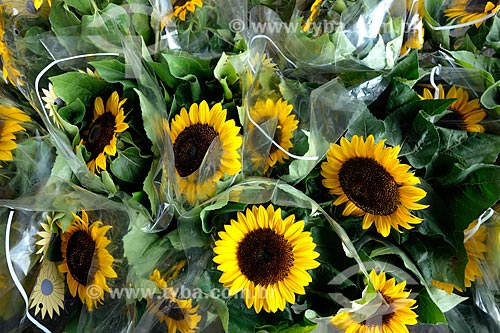  Subject: Vases of sunflowers on sale - Supply Centre of the Guanabara State (CADEG) / Place: Benfica neighborhood - Rio de Janeiro city - Rio de Janeiro state (RJ) - Brazil / Date: 07/2013 