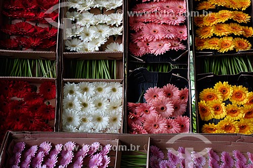  Subject: Gerberas flowers on sale - Supply Centre of the Guanabara State (CADEG) / Place: Benfica neighborhood - Rio de Janeiro city - Rio de Janeiro state (RJ) - Brazil / Date: 07/2013 