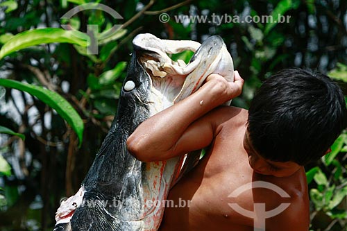  Subject: Children carry pirarucu (Arapaima gigas) / Place: Maraa city - Amazonas state (AM) - Brazil / Date: 11/2013 