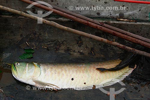  Subject: Aruana fish / Place: Maraa city - Amazonas state (AM) - Brazil / Date: 11/2013 