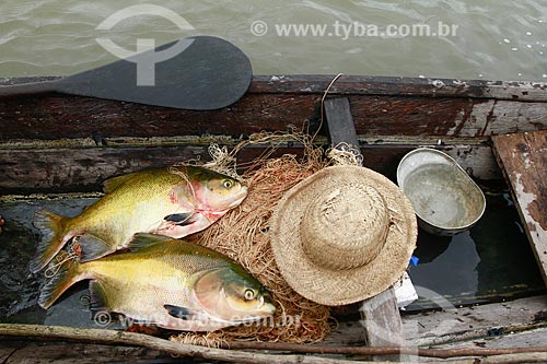  Subject: Tambaquis fish - (Colossoma macropomum) / Place: Maraa city - Amazonas state (AM) - Brazil / Date: 11/2013 