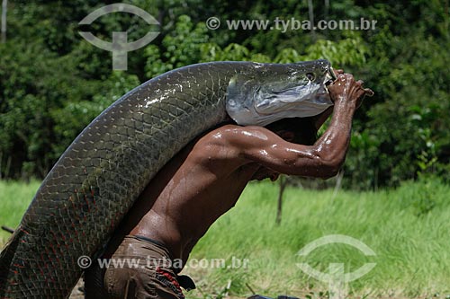  Subject: Fishermen carry a Pirarucu (Arapaima gigas) / Place: Maraa city - Amazonas state (AM) - Brazil / Date: 11/2013 