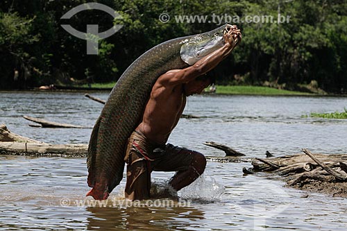  Subject: Fishermen carry a Pirarucu (Arapaima gigas) / Place: Maraa city - Amazonas state (AM) - Brazil / Date: 11/2013 