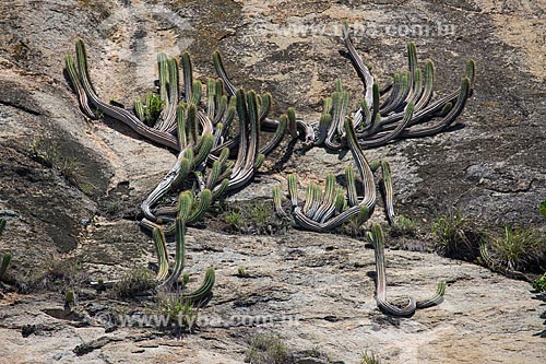  Subject: Cactus in Comprida Island - part of Natural Monument of Cagarras Island / Place: Rio de Janeiro city - Rio de Janeiro state (RJ) - Brazil / Date: 11/2013 