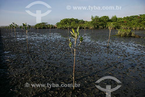  Replanting mangrove area beside the old Gramacho landfill  - Duque de Caxias city - Rio de Janeiro state (RJ) - Brazil