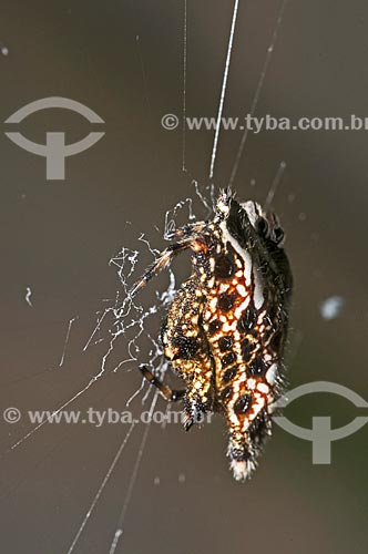  Subject: Detail of spider in the web / Place: Pendotiba neighborhood - Niteroi city - Rio de Janeiro state (RJ) - Brazil / Date: 08/2013 