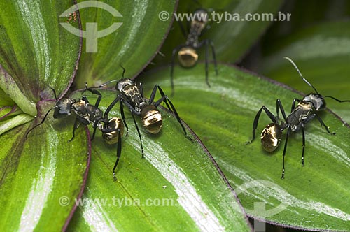 Subject: Gold ant (Camponotus sericeiventris) / Place: Pendotiba neighborhood - Niteroi city - Rio de Janeiro state (RJ) - Brazil / Date: 10/2013 