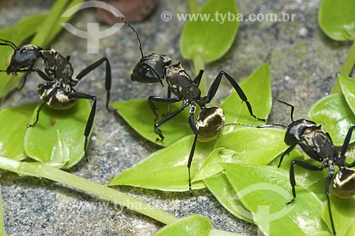  Subject: Gold ant (Camponotus sericeiventris) / Place: Pendotiba neighborhood - Niteroi city - Rio de Janeiro state (RJ) - Brazil / Date: 10/2013 