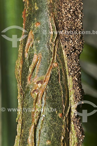  Subject: Detail of the bark of liana / Place: Pendotiba neighborhood - Niteroi city - Rio de Janeiro state (RJ) - Brazil / Date: 11/2013 