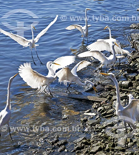  Subject: Great egrets (Ardea alba) on the banks of Guanabara Bay / Place: Ponta Dareia neighborhood - Niteroi city - Rio de Janeiro state (RJ) - Brazil / Date: 09/2013 