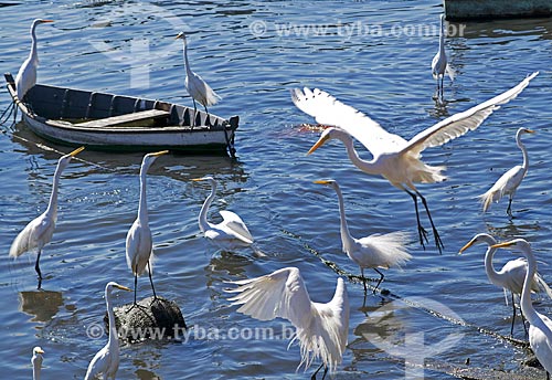  Subject: Great egrets (Ardea alba) on the banks of Guanabara Bay / Place: Ponta Dareia neighborhood - Niteroi city - Rio de Janeiro state (RJ) - Brazil / Date: 09/2013 