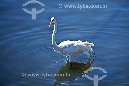  Subject: Great egret (Ardea alba) on the banks of Guanabara Bay / Place: Ponta Dareia neighborhood - Niteroi city - Rio de Janeiro state (RJ) - Brazil / Date: 09/2013 