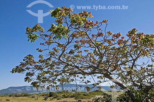  Subject: Tree in Restinga of Marica / Place: Marica city - Rio de Janeiro state (RJ) - Brazil / Date: 09/2013 